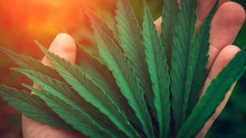 หลงกลิ่นกัญชา