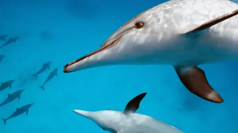 โลมาแม่น้ำแยงซี และสัตว์อื่นๆ ที่เสี่ยงสูญพันธุ์จากการเปลี่ยนแปลงภูมิอากาศ 