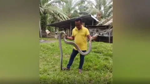 ระทึก "จงอางยักษ์" 4 เมตร ซุกคอกวัว กู้ภัยล้อมจับ-งูสู้สุดฤทธิ์ (คลิป)