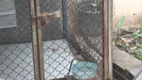 "เจ้าของ" พ้นขีดอันตรายแล้ว หลังโดนพิตบูลกัดแผลเหวอะ อิจฉาให้อาหารหมาจร