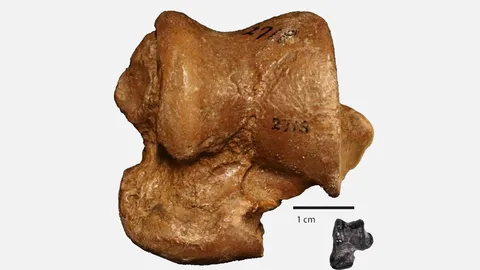 ฟอสซิลบีเวอร์กึ่งน้ำ ที่เก่าแก่สุดเท่าที่เคยพบ