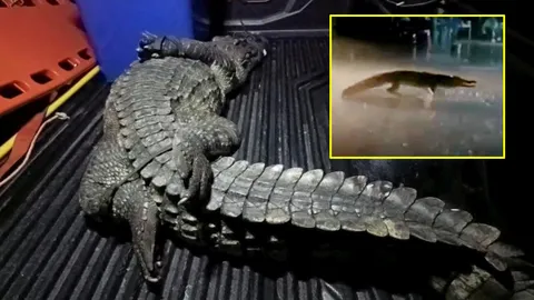 จระเข้โผล่ 