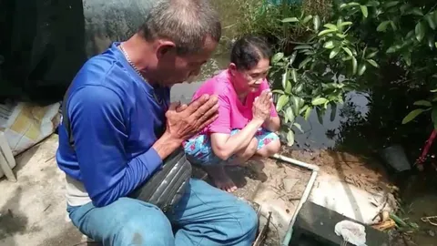 ป้าที่ปทุมธานีได้ของดี แมวทองขาวคลอดลูก 7 ตัวทิ้งรกให้เก็บไว้เชื่อให้โชค