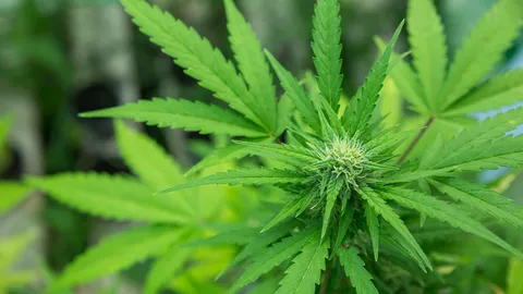 มติสมัชชาเด็กชง สธ.ยกเลิกกัญชาเสรี จี้ทำแผนรับความเสี่ยงผลกระทบ