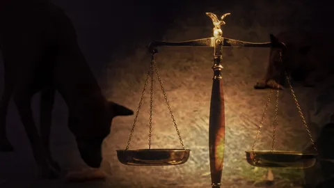 ฝรั่งทิ้งหมาปล่อยหิวโซ เพราะดื้อ กลายเป็นภาระสังคม กฎหมายเอาผิดได้แค่ไหน