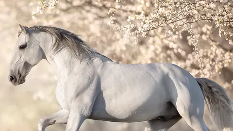 ความลับของม้าสวรรค์