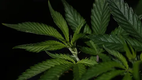 โจ๋ล้อมเสพกัญชา ซ้ำรอยชุดนักเรียน แค่ "ตักเตือน" ตร.ชี้หนักใจกฎหมายเปิดช่อง