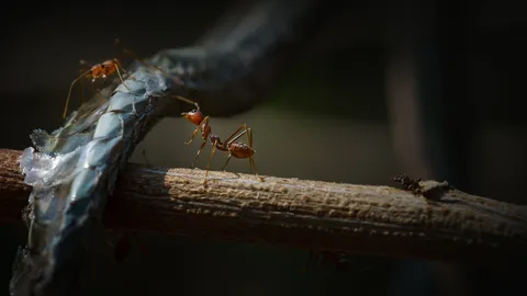เปิดตำราทำนาย "ฝันเห็นซากงูใหญ่" ต้องระวังเรื่องสุขภาพจริงหรือ?