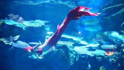 พาชม Mermaid Dive The Lost City เมืองลับใต้ทะเลลึกสุดมหัศจรรย์