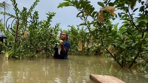 น้ำพองเอ่อล้น คนบึงฉิม ขอนแก่นใช้เรือแทนรถ สวนฝรั่งกิมจูล่ม