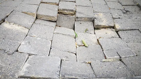 ทางเท้าชำรุดเป็นหลุมลึกเป็นโพรง หวั่นทรุดมากขึ้น ฝากให้เทศบาลเร่งแก้ไข