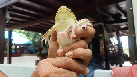 ชาวบ้านฮือฮา กบประหลาด มี 6 ขา 24 นิ้ว บางครั้งเปลี่ยนเป็นสีทอง