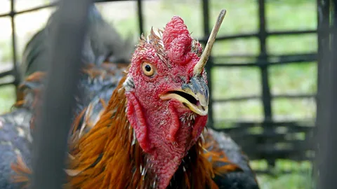 สุดแปลก "พญาไก่ชน" พบมีนอคล้ายงาช้าง คาดเป็นตัวเดียวในโลก