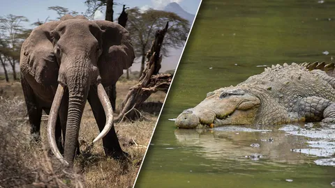 หนุ่มซิมบับเวชะตาเกือบขาด หนีช้างปะจระเข้