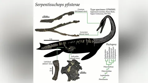 นักวิจัยเฉลยชนิดฟอสซิลของเพลสิโอซอร์ที่พบในไวโอมิง