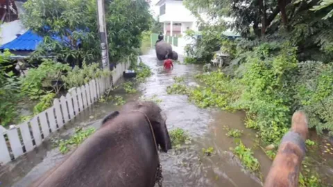 อยุธยาท่วมอ่วม 12 อำเภอ เร่งย้ายช้าง 80 เชือกจากวังช้างหนีน้ำ 