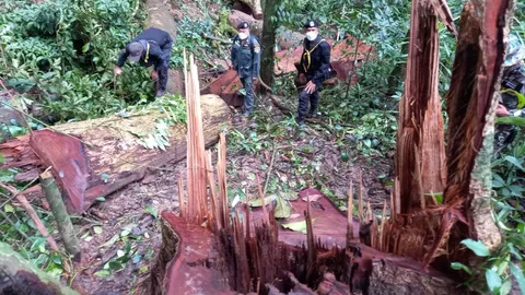 จับแก๊งมอดไม้ กลางป่าเมืองตาก ยึดของกลางเพียบ พบไม้หวงห้ามถูกตัดอื้อ