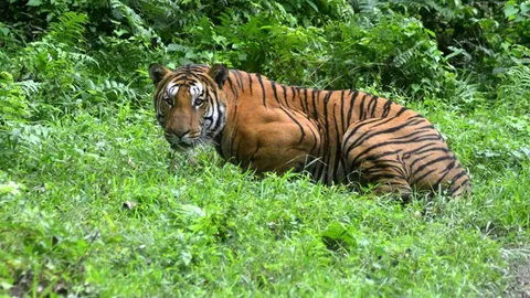 ตำรวจอินเดียปลิดชีพเสือกินคน ฆ่าชาวบ้าน 10 ศพ หลังล่ามาราธอน 28 วัน