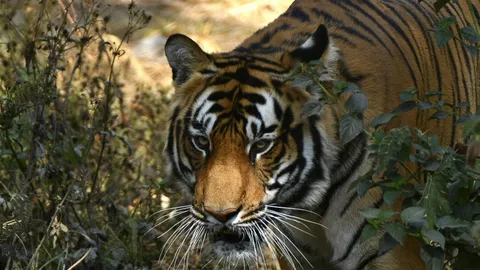 อินเดียปลิดชีพเสือดุ หลังฆ่าคนไปแล้ว 9 ศพ