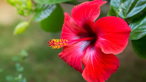 4 ส่วนประกอบของดอกไม้ ทำหน้าที่อะไร สรุปข้อมูลจำง่าย พร้อมสอบ 