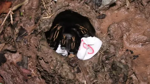 คอหวยขอโชค "พญาบึ้ง" ไม่ผิดหวังได้ "เลขเด็ดงวดนี้" ไปลุ้นรวย 16/10/65 (คลิป)