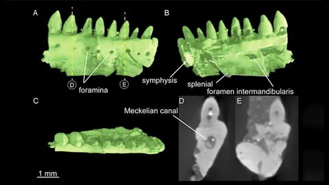 การตรวจสอบฟอสซิลสัตว์เลื้อยคลานเฉลยสัญญาณพืชฟื้นตัว