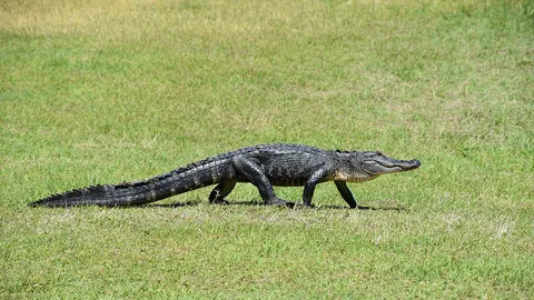 คลานคลายปวด