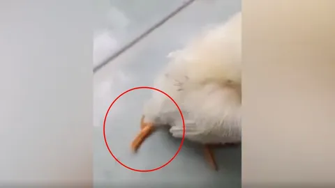 มีหรือจะพลาด คอหวยตีเลขเด็ด "ลูกไก่ 3 ขา" เจ้าของเชื่อมาให้โชค