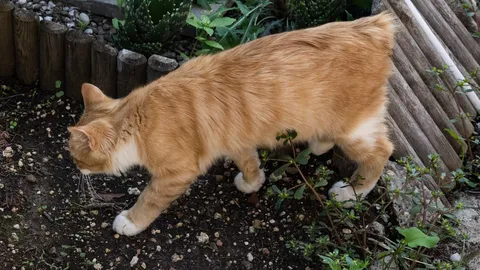 สะเทือนใจ ญี่ปุ่นพบแมว 170 ตัวหิวโซ หลังเจ้าของเข้า รพ.