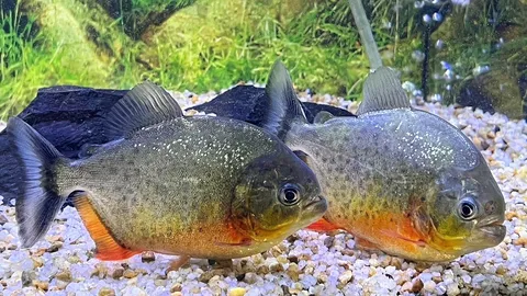 ปิรันยา..ห้ามครอบครอง