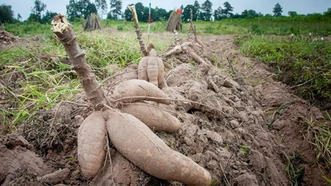 กวก.พบเครื่องหมายโมเลกุลใหม่ ร่นเวลาปรับปรุงพันธุ์มันฯ ทนโรค