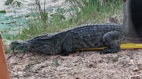 ไอ้กุด จระเข้หลวงพ่อคูณ โผล่นอนผึ่งแดด คนคิดว่าของปลอมแห่ขอหวย