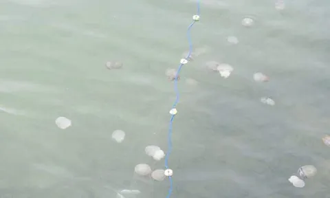 แห่จับ'แมงกะพรุนจาน'ทะเลกระบี่ พ่อค้ารับซื้อให้ราคาดี