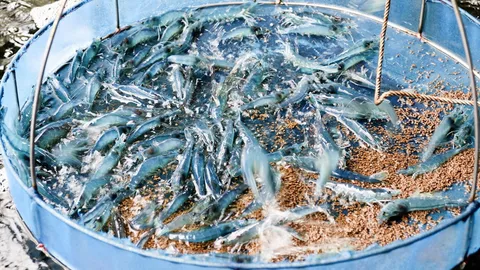 นวัตกรรมเลี้ยงกุ้งขาว มข. ใช้น้ำหมุนเวียน ได้กุ้ง-ปลา-หนอน