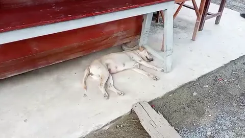 หวั่นดุร้าย เจ้าหน้าที่ "วางยาสลบสุนัข" ก่อนนายกรัฐมนตรีลงพื้นที่สิงห์บุรี