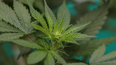 มีผลวันนี้ เงื่อนไขการนำเข้าเมล็ดพันธุ์กัญชา กัญชง ขนส่งได้ทั้งทางน้ำ-อากาศ-บก