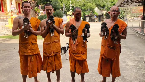 พระวัดหวายเหนียว โพสต์ติงคนใจบาปเอา 7 ลูกหมาปล่อยวัด คนใจบุญแห่อุปการะหมด