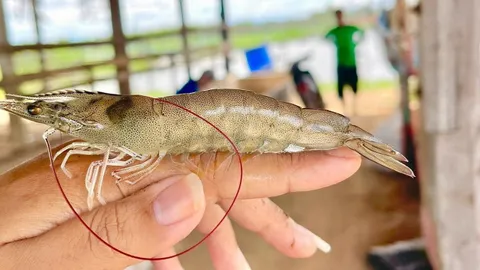 เงินเฟ้อ น้ำท่วม ทำกุ้งไทยระส่ำ ดันกุลาดำไปจีนฟื้นฟูอุตสาหกรรม