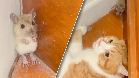 ไวรัลน่าเอ็นดู "แมวปลาทู" หยอกหนูจิ๋ว ท่ายืนจนมุม ยอมแล้วพี่จ๋า (คลิป)