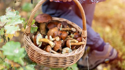 ฝันว่าเก็บเห็ดได้เยอะมาก ดีหรือไม่ จะได้เลื่อนขั้นจริงหรือ?