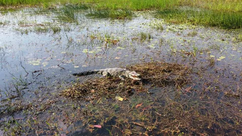 ชุดไกรทอง และ อบต.นนทรี ลุยจับจระเข้ในบ่อน้ำที่กบินทร์บุรี หลังเจอตัวแล้ว
