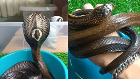 อุทาหรณ์ โดนงูเห่าที่เลี้ยงไว้กัด เกือบไม่รอดต้องตัดนิ้ว โชคดีปฐมพยาบาลถูกวิธี