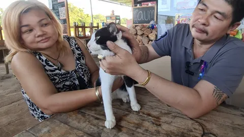 เปิดตัว น้องเจ้าคุณ แมว 4 หู มี 2 ตัวในโลก เชื่อเป็นพระอินทร์มาเกิด (คลิป)