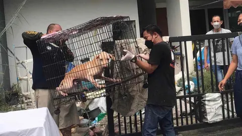 บทเรียนทารุณหมาแมว 138 ชีวิต เตือนเช็กก่อนเป็นเหยื่อเพจบริจาค   