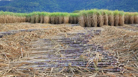 หนุนตัดสดส่งโรงงานน้ำตาล ดิ้นแก้ปัญหามลพิษเผาไร่อ้อย