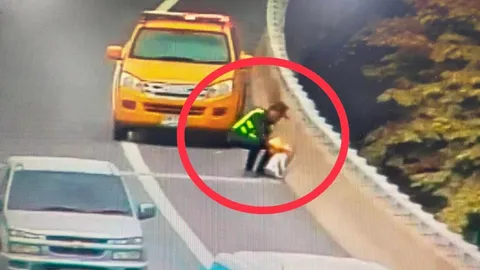 เจ้าของอยู่ไหน พบ "น้องเหมียว" หลงอยู่บนทางด่วน ใครลืมไว้ โปรดติดต่อรับคืน