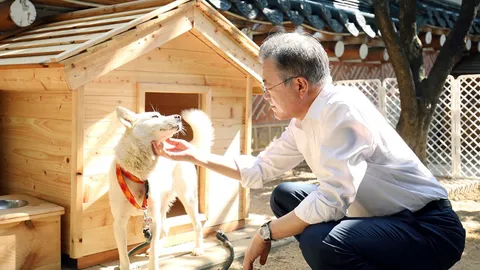 มุน แจอิน อดีตผู้นำเกาหลีใต้จะเลิกเลี้ยงสุนัขที่คิม จองอึน มอบให้