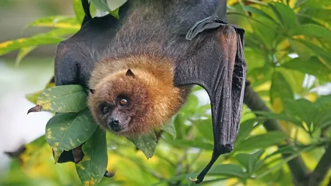 เพจดังเผยเหตุผล ที่คนไม่ควรกิน "ค้างคาว" เป็นอาหาร แนะไม่เข้าไปยุ่งจะดีที่สุด