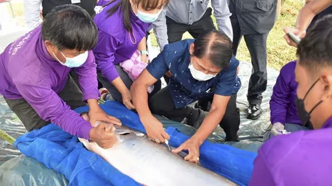 ฝังไมโครชิปปลาบึก