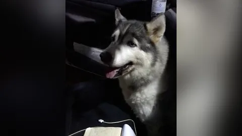 น้องมาจากไหน หนุ่มแวะจอดกดเงิน กลับมาอีกที มีวัยรุ่นสี่ขา บุกมานั่งในรถ